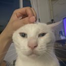 청아동물병원 이미지