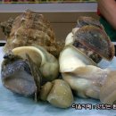 목동 유명 초밥집에서 맛 본, 자연산 참 소라와 참치 뱃살 초밥 -은행골 이미지