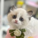 블리독 서울점 고양이 강아지분양 말티푸 비숑 포메라니안 | 강남고양이분양 렉돌입양으로 만난 아가