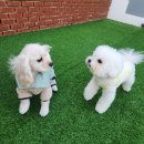 놀러왔댕 | 주안 애견유치원 놀러왔댕 12회 등록 후기 1편