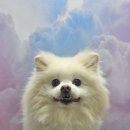 예쁘개 반려견미용샵 이미지