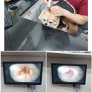 호 동물병원 이미지