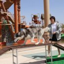 댕댕샤워 이미지