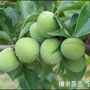 매실 이미지