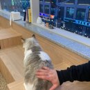 이영수 고양이 병원 이미지
