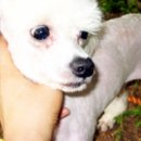 행복한 멍이세상 이미지