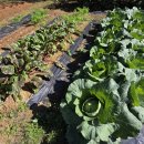 마산농장 이미지