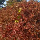 가을단풍으로 더욱 아름다운 감악산단풍축제-10월30일 행사 - 적성 양산박 한우마을을 이미지