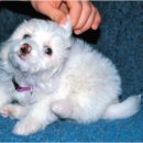 강앤정 동물병원 이미지