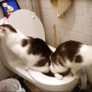 국제동물병원 이미지