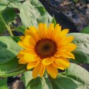 고석정주유소 이미지