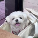 성덕애견 이미지