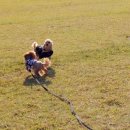 보라매로 이미지