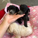 튼튼애견미용 이미지