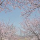 부천 상동호수공원 벚꽃 포인트, 수피아 예약꿀팁