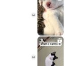 댕댕이지 이미지