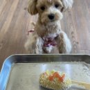 명랑한도그 이미지