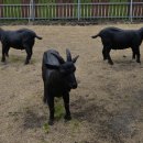 토종흑염소 이미지