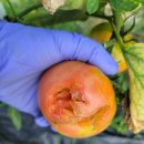 닛시농장 이미지