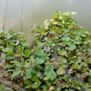 돌성저수지낚시터 이미지