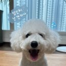 데코데코니