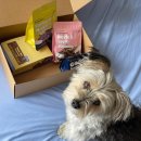 고위드테일 이미지