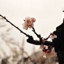 고매 이미지