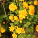 야생화편지 이미지