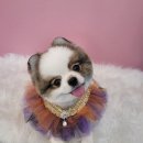 이쁘개 애견샵 이미지