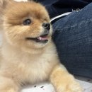 힙독 애견카페 이미지