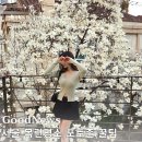 굿뉴스여행사주 | 용산 굿뉴스 카페앤모어 목련 포토존 꿀팁 주차 현실 후기 서울 목련명소 추천