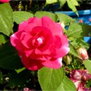 중계본동 이미지