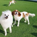 한강펫케어센터 이미지