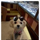 더안경원 이미지