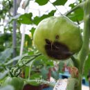 토마토 키우기 검은 반점 석회결핍(칼슘부족) 현상 방지 및 대처방법 이미지