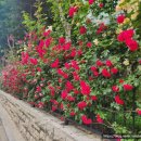 장미기사식당 이미지