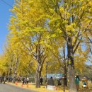 은행나무길 이미지