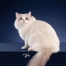 바비돌/픽시윙스캐터리 이미지