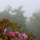 하나소망 Daum카페
