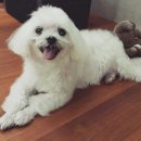 싼쵸(sancho)