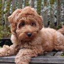 브리더독 이미지