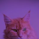 양철지붕위의고양이 이미지