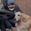 반려견 셀프미용 이미지