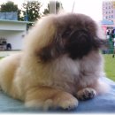 황제애견 이미지