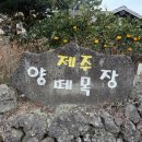 영화목장 | 제주양떼목장 애월 아이와 가볼만한곳 동물 먹이주기 체험 후기