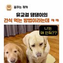 음식은 격식을 갖추어 주개 이미지
