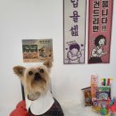 꽁꼼하개 | [인천/계양] 계양구에서 유일하게 노견 믿고 맡길 수 있는 계산동애견미용샵 &#34;꽁꼼하개&#34;