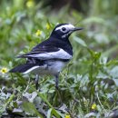 알락할미새 White Wagtail 이미지