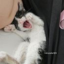 힘찬동물메디컬센터 이미지