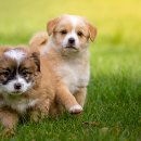 예쁜강아지 이미지